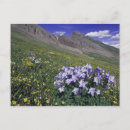 Recherche de columbine cartes postales Coloré