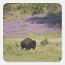 Suche nach amerikanischer bison aufkleber Tierwelt