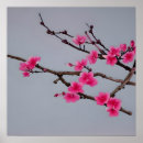 Recherche de cherry blossom posters Rose