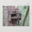 Recherche de cocon cartes postales Raton laveur