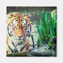 Recherche de felines magnets Tigres