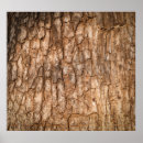 Suche nach baumrinden poster Natur