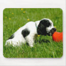 Suche nach cocker spaniel mousepads Welpe