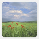 Suche nach mohnblume aufkleber Sommer