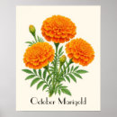 Suche nach ringelblumen poster Orange