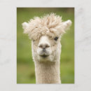 Suche nach alpaca postkarten Lustig