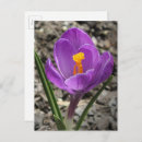 Recherche de fleurs de crocus cartes postales Violet