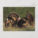 Recherche de dindons cartes postales Animal