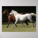 Suche nach arabisches pferd poster Rasse