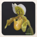 Suche nach orchideen blume untersetzer Gelbe blumen