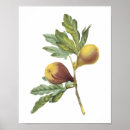 Suche nach ficus poster Pflanze