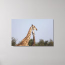 Suche nach giraffen leinwandbilder Länge mit drei vierteln