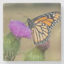 Recherche de chardon dessous de verres Jardin