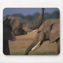 Suche nach stoßzahn mousepads Elefant