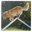 Suche nach agility fliesen Balance