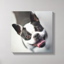 Suche nach französische bulldogge leinwandbilder Niedlich
