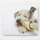 Suche nach hund und knochen mousepads Betrachten der kamera