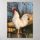 Recherche de poulet de coq posters Mother