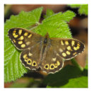 Suche nach gesprenkelt poster Natur