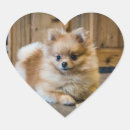 Suche nach pomeranian aufkleber Tier