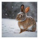 Suche nach nagetiere poster Kaninchen