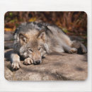 Recherche de loup tapis souris Nature