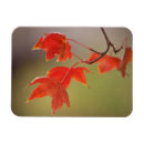 Suche nach herbst blätter magnete Rot