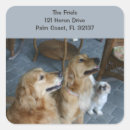 Recherche de goldens autocollants Pour tous