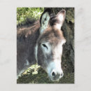 Recherche de équin cartes postales Animal de ferme
