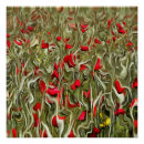 Suche nach opium poster Mohn