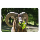 Recherche de mouflon magnets Nature