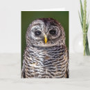 Recherche de jeune hibou cartes postales Mignonette