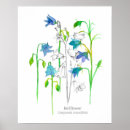 Suche nach glockenblume poster Blumen