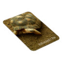 Recherche de tortues magnets Reptile
