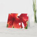 Suche nach amaryllis karten Floral