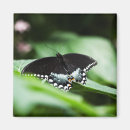 Recherche de aile bleue magnets Vert