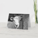 Recherche de agneau blanc cartes postales Agneaux