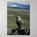 Suche nach falco poster Alaska