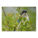 Suche nach corvid postkarten Jay