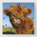 Suche nach highland cattle poster Farm
