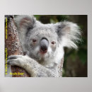 Suche nach tierwelt poster Wildtiere