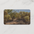 Recherche de cholla Désert