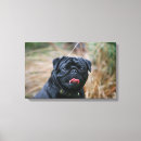 Suche nach schwarzer mops poster leinwandbilder Carlin