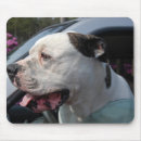 Recherche de canines tapis souris Humour