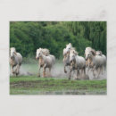 Recherche de camargue cartes postales Cheval
