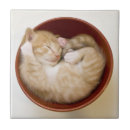 Recherche de chaton carreaux Animaux domestiques