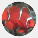 Suche nach clownfische aufkleber Tiere
