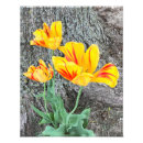 Recherche de tulipe rouge posters Jaune