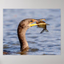 Suche nach kormorane poster Natur