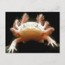 Recherche de salutation de poissons Animaux